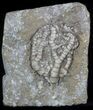 Detailed Fossil Crinoid (Onychocrinus) - Alabama #58268-1